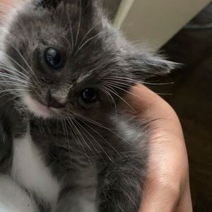 Meet your Posher, Jonquil